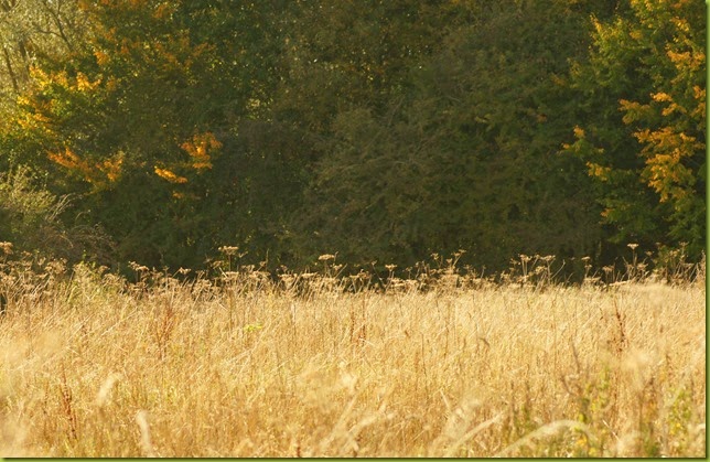 By the river, Norfolk