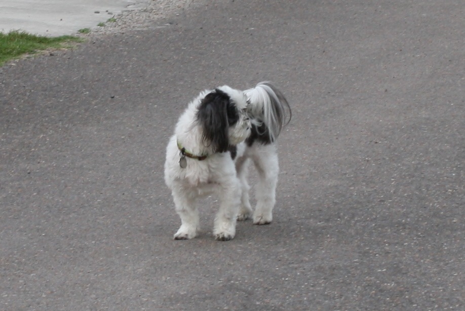 [dogs%2520and%2520such%2520002%255B4%255D.jpg]