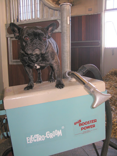 Sharkey, when you're done with the curry comb, I'll power up this 1960's-looking Electro-Groom for you!