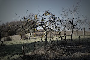 Apple-Tree