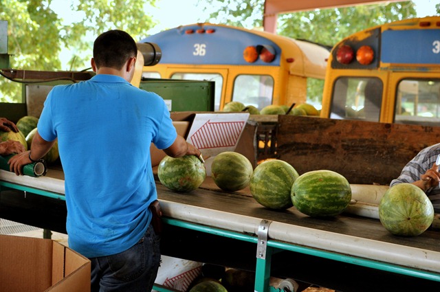[watermelons%252011%25200705%2520%2528135%2529%255B4%255D.jpg]