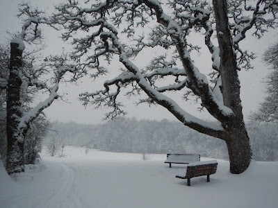 benches under an oak tree.JPG