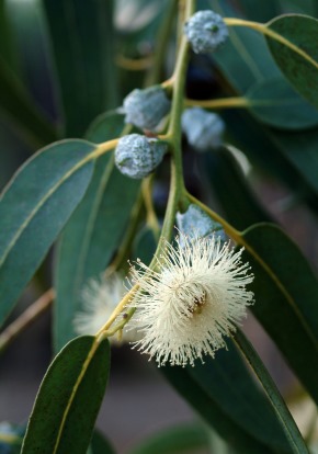 [Eucalyptus-citriodora3.jpg]