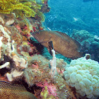 Grouper (Dauin, Negros)