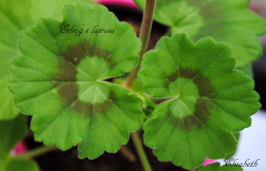 [pelargonium%2520i%2520mai%2520112%255B4%255D.jpg]