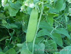 Sugar Snap Peas