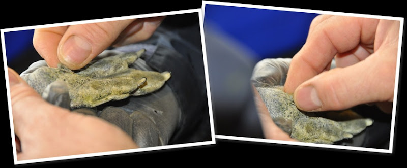 View vet visit oct 2012 (3)