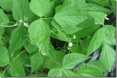Garden2