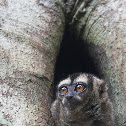 Noisy Night Monkey