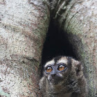 Noisy Night Monkey