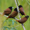 Chestnut Munia