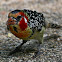 Red-and-yellow Barbet