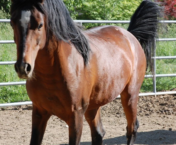 [horses201182.jpg]