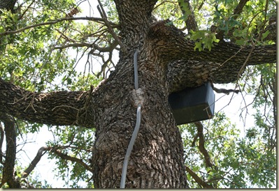 outdoor lighting answers by nightscenes protect your trees please