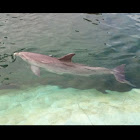 Pacific Bottlenose Dolphin