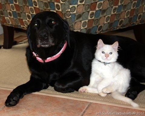 [SassyPets%255B8%255D.jpg]