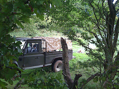 In the Trees...