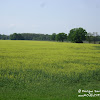 dsc06824.jpg