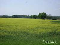 dsc06824.jpg