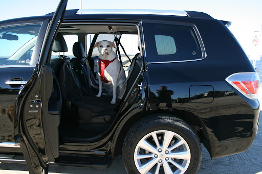 Clementine is ready to ride!