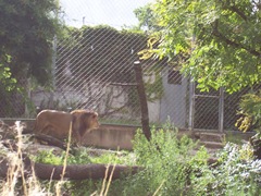 2007.07.05-005 lion de l'Atlas