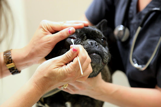 I'm trying to be patient and not squirm, but it's hard!  Dr. Jean is using a cotton swab to try to coax my third eyelid down.