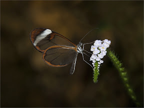 Glasswing Greta oto by John Powell EFIAP DPAGB BPE4 Glasswing Greta oto by John Powell EFIAP DPAGB BPE4