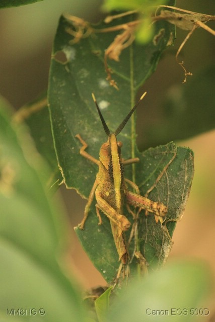 [IMG_2679%255B3%255D.jpg]