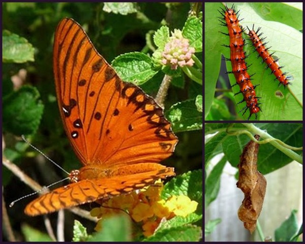 [G-Fritillary%255B4%255D.jpg]