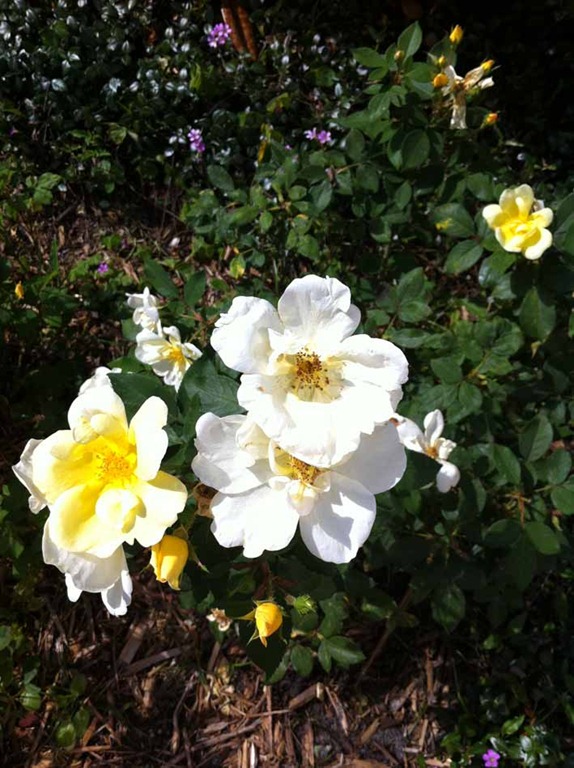 [yellow-rose%255B4%255D.jpg]