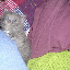 At 4 weeks, 3 days after I got started caring for her. She required feeding as much as possible.