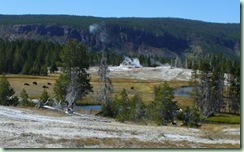 Day13Yellowstone Castle geyser with bison