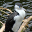 A Shag Standing On A Branch In The Lake - Wellington, New Zealand