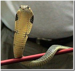A juvenile king cobra snake
