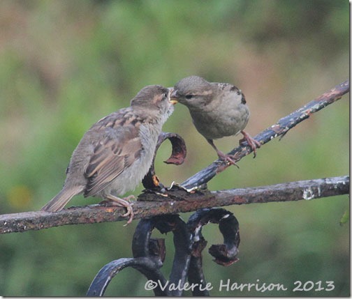 sparrow-feeding-time