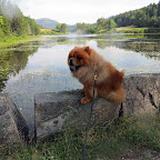 If those Frenchies want to continue along that trail and get all muddy, they can do it on their own!  I prefer to find a nice spot for reflection.