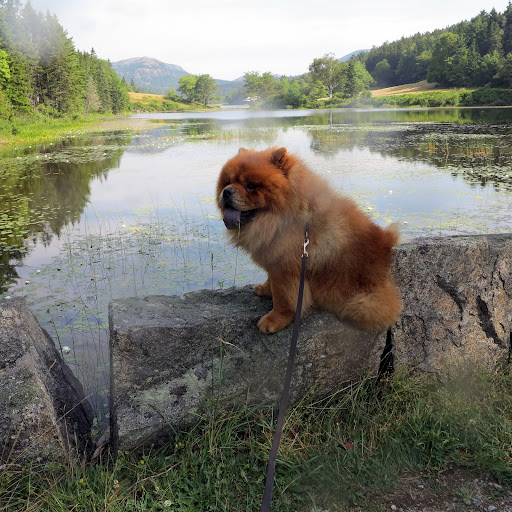 If those Frenchies want to continue along that trail and get all muddy, they can do it on their own!  I prefer to find a nice spot for reflection.