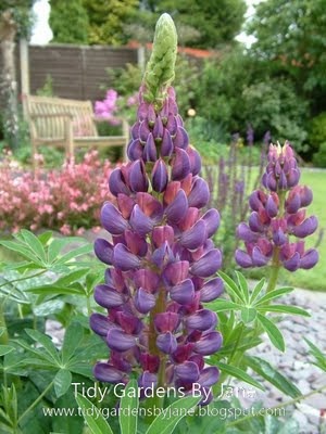 [Garden%2520Used%2520%252842%2529%255B1%255D%2520-%2520Copy%255B2%255D.jpg]