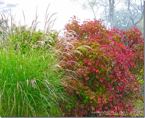 Viburnum-trilobum-and-Miscanthus-sinensis-Wider-View
