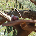 Galah