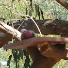 Galah