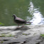 Dove / Zebra Dove.