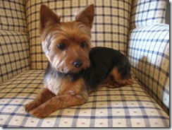 Grooming before and afters 026