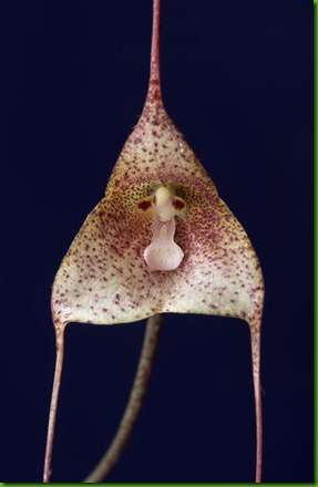 DRACULA JANETIAE DRACULA JANETIAE