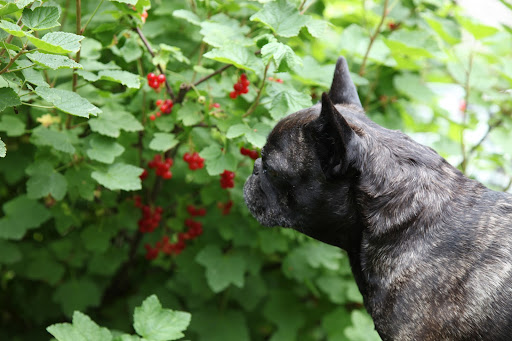 That's right, Sharkey.  There are three varieties of edible currants, and Martha planted all of them right here.  These are the red currants, which have a very tart flavor.  Martha makes delicious jam from them every summer!