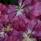DSC_0746.jpg