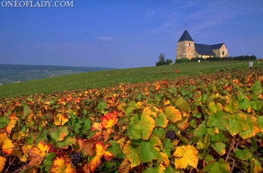 [Vineyard%255B7%255D.jpg]