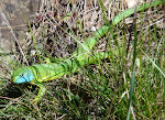 Lézard vert