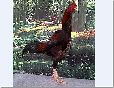 Ayam Bangkok Aduan Budidaya Birma Saigon Vietnam Import Laga Ayam Bangkok Aduan Budidaya Birma Saigon Vietnam Import Laga
