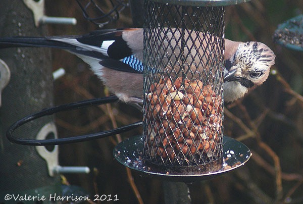 [jay-on-feeder%255B2%255D.jpg]